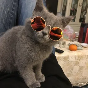 Pet Glasses Cat Sunglasses Sunglasses